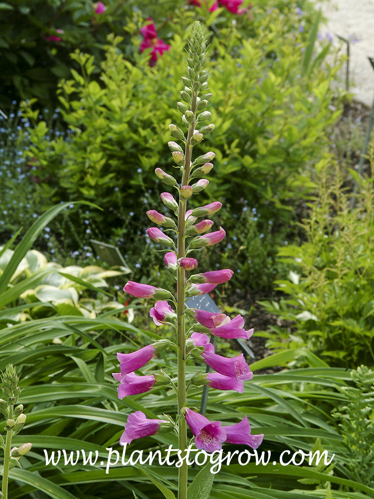 early in it's bloom cycle